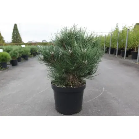 Сосна черная Нана ø23 h20 - 40 см sunmade мисти сосна искусственные растения 6 шт