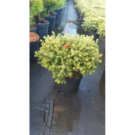 Ель обыкновенная Литтл Гем ø19 h20 - 25 см