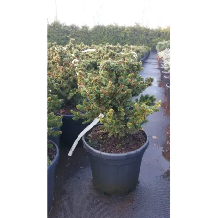 Ель канадская Ци с Уандер ø26 h30 - 50 см