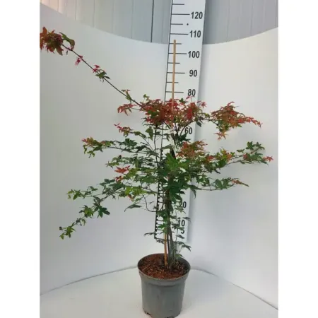 Клен веерный Дешой ø23 h60 - 80 см