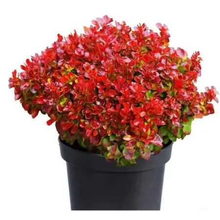 Барбарис Тунберга Лютин Руж ø23 h20 - 40 см настойка сладкая wild berries barberry барбарис россия 0 5 л