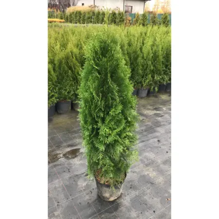 Туя западная Смарагд h120 - 140 см