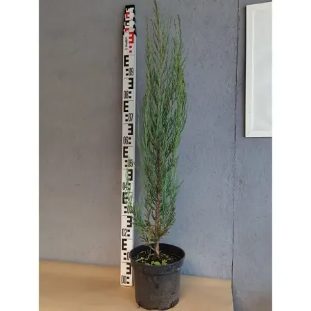Можжевельник скальный Блю Арроу ø31 h80 - 100 см