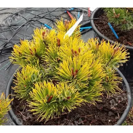 Сосна горная Литтл Голдстар ø23 h30 - 50 см sunmade мисти сосна искусственные растения 6 шт