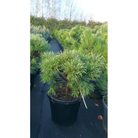 Сосна Дигенеа Драко ø26 h30 - 50 см sunmade мисти сосна искусственные растения 6 шт