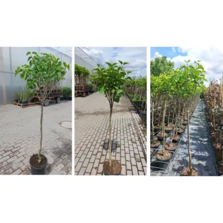 Сирень обыкновенная микс ø28 h10 - 15 см