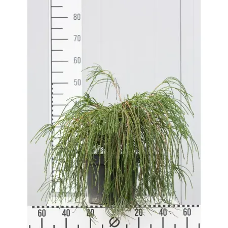 Туя складчатая Випкорд ø23 h20 - 40 см