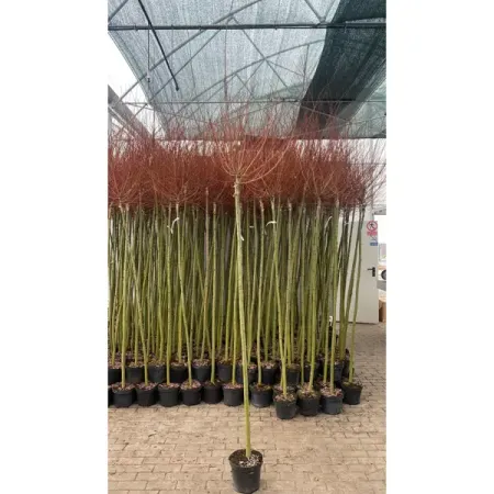 Ива цельнолистная Хакуро Нишики h150 см