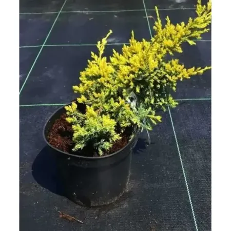 Можжевельник чешуйчатый Дрим Джой ø17 h20 см можжевельник чешуйчатый блю карпет ø9 h15 см