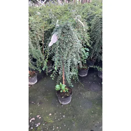 Кизильник лежачий Куин Оф Карпетс ø23 h80 см