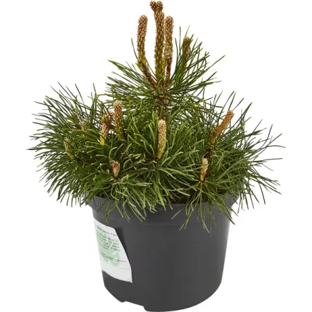 Сосна горная Пумилио h20 - 30 см