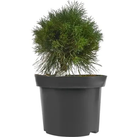 Сосна горная Варелла h20 - 40 см sunmade мисти сосна искусственные растения 6 шт