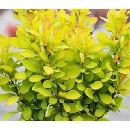 Барбарис Тунберга Самме Сансет ø9 h10 см настойка сладкая wild berries barberry барбарис россия 0 5 л