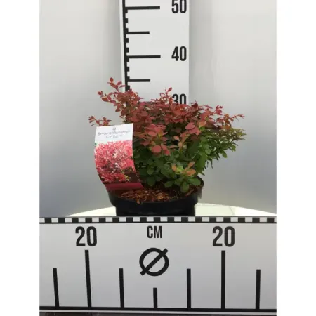 Барбарис Тунберга Файрбол ø23 h20 - 40 см настойка сладкая wild berries barberry барбарис россия 0 5 л