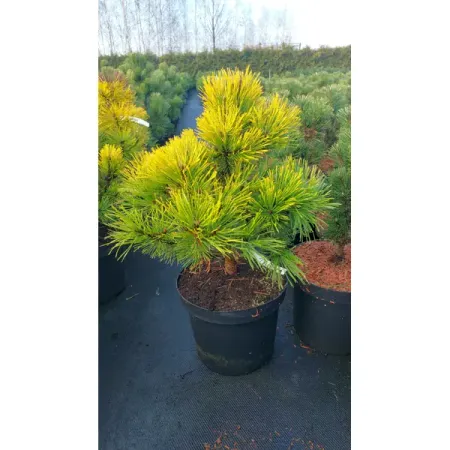 Сосна горная Винтер Голд ø23 h30 - 50 см sunmade мисти сосна искусственные растения 6 шт