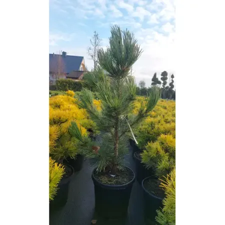 Сосна гельдрейха Цверг Шневердинген ø23 h40 см sunmade мисти сосна искусственные растения 6 шт