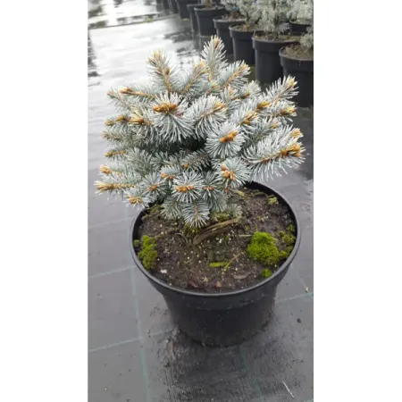 Ель колючая Глаука Глобоза ø26 h25 - 35 см