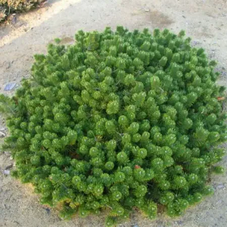 Сосна горная Хампи h20 - 40 см медицинские иглы sd