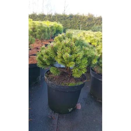 Сосна горная Литомишл ø26 h20 - 40 см sunmade мисти сосна искусственные растения 6 шт