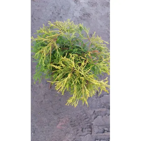 Кипарисовик горохоплодный Санголд ø19 h20 см