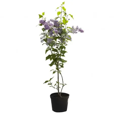 Сирень обыкновенная микс ø23 h40 - 60 см