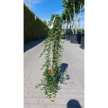 Кизильник Даммера Мейджер ø23 h80 см