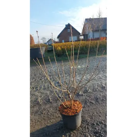 Сирень Мейера Палибин ø17 h20 - 40 см алмазная вышивка школа талантов с полным заполнением на подрамнике сирень 30х40 см