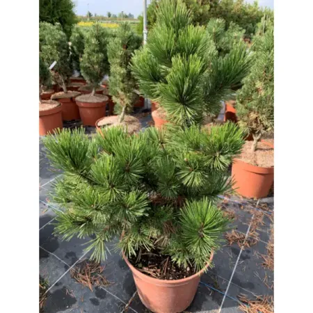 Сосна белокорая Дольче Дом ø26 h40 - 60 см sunmade мисти сосна искусственные растения 6 шт