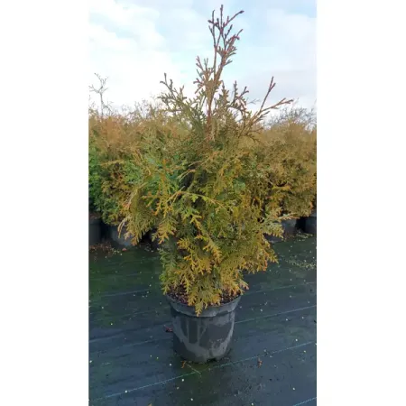 Туя западная Голден Брабант ø23 h40 - 60 см