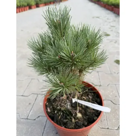 Сосна обыкновенная Ватерери ø23 h20 - 40 см sunmade мисти сосна искусственные растения 6 шт