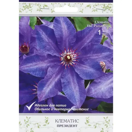 Клематис крупноцветковый Президент h200 см президент adhesium бальзам для десен 5 гр адгезивный