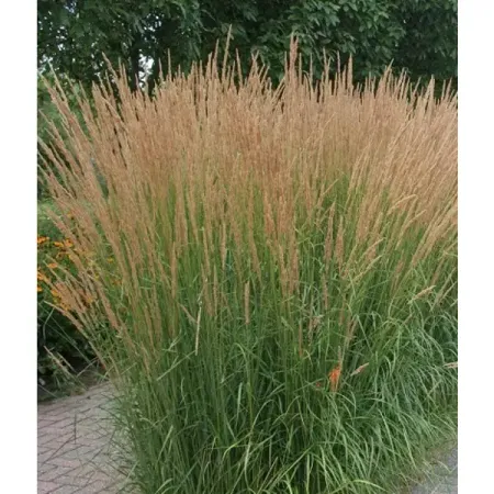 Вейник остроцветковый Карл Форстер