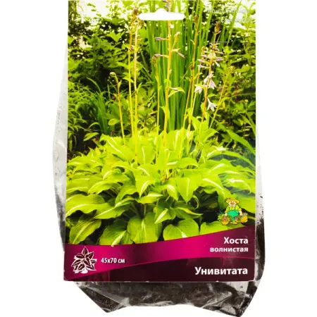 Хоста волнистая «Унивитата», 1 шт.