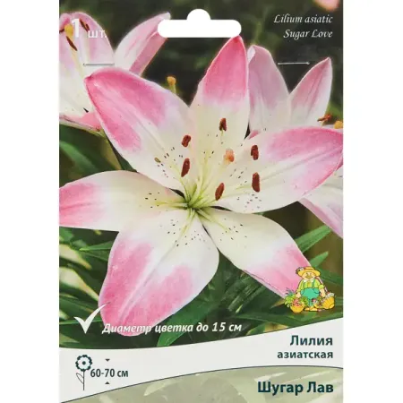 Лилия азиатская Шугар Лав лилия geolia азиатская махровая фата моргана