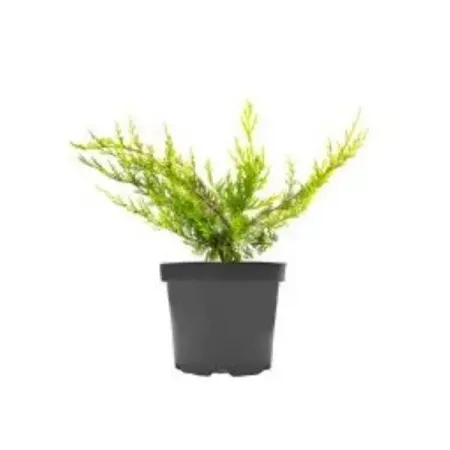 Можжевельник средний Блю Энд Голд ø17 h20 - 30 см