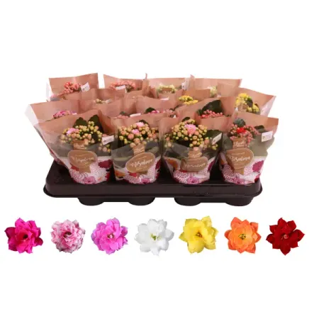 Каланхоэ Каландива микс ø7 h10 см