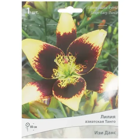 Лилия азиатская Танго «Изи Данс» лилии азиатские блэк аут луковицы 14 16 1 шт