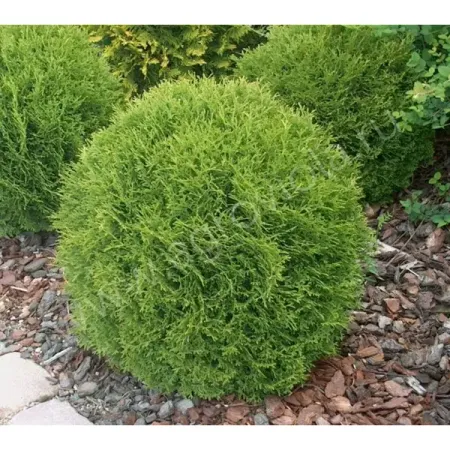 Туя западная Даника ø40 h40 - 60 см