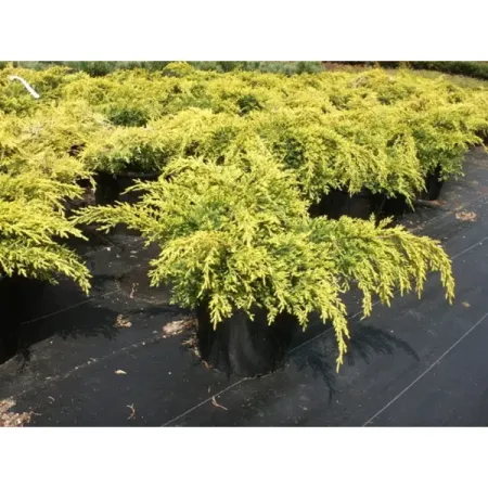 Можжевельник Голд Стар ø17 h20 - 30 см