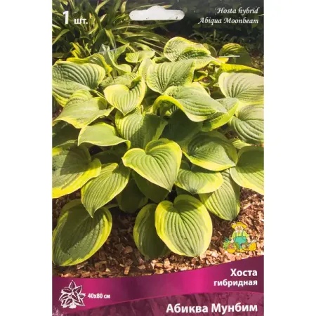 Хоста гибридная «Абиква Мунбим», размер луковицы I