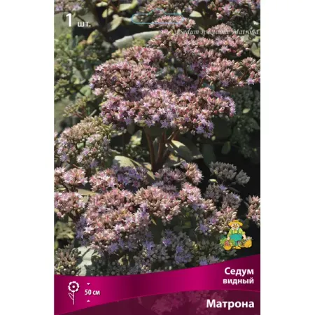 Седум видный Матрона