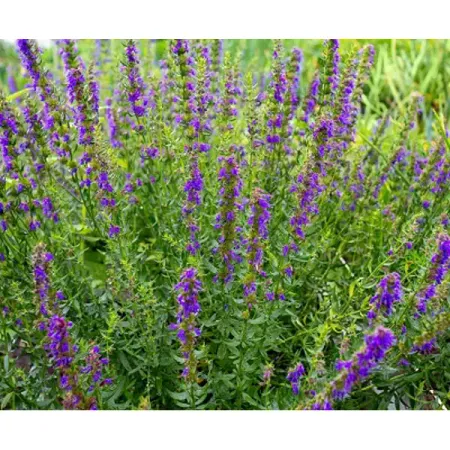 Иссоп лекарственный Аметист кристалл аметист runyangshi