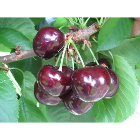 Черешня сортовая Ипуть ø22 h110 см нолина бокарнея ø27 h110 120 см