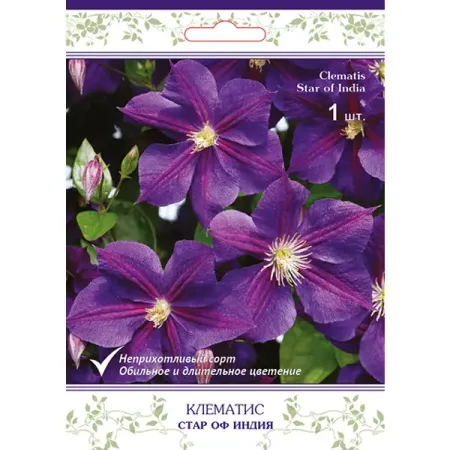 Клематис крупноцветковый Стар Оф Индия h15 см копировальная серебрянная монета 1878 датская западная индия 20 центов