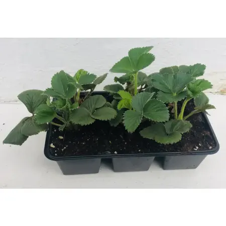 Земляника средняя микс 6 шт протеин вэй про whey pro geneticlab nutrition со вкусом банан земляника 1000 г