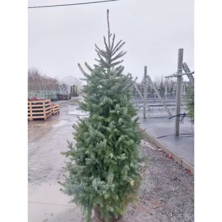 Ель сербская комнатная ø35 h150 - 175 см