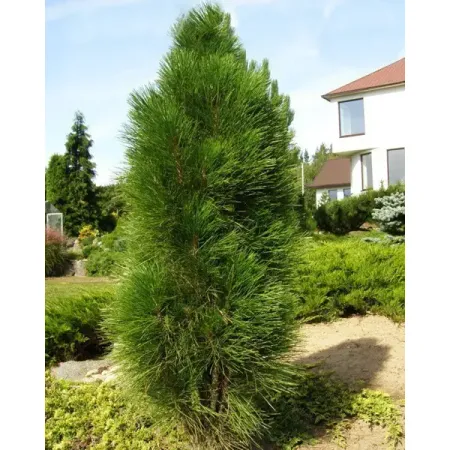 Сосна черная Грин Тауэр h30 см