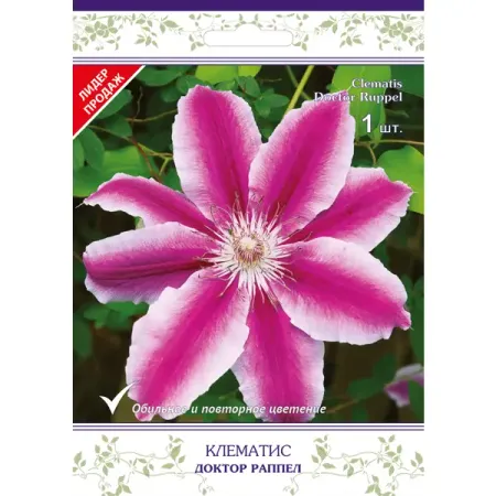 Клематис крупноцветковый Доктор Раппел в капере ингалятор компрессорный с принадлежностями ld 212c little doctor литл доктор