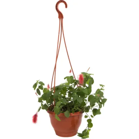 Акалифа кашпо 16x25 см пластиковые подставки для сережек treachi l 2019111811