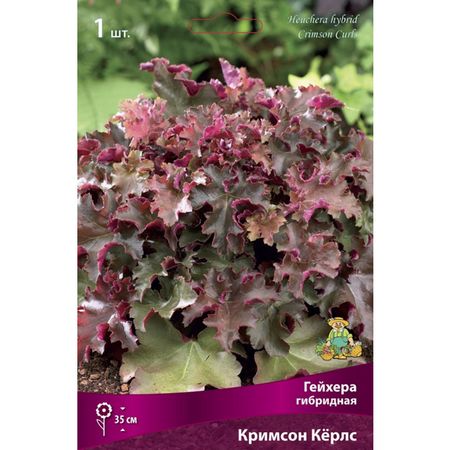 корень Гейхера/Хеухера гибридная Каппучино 1шт